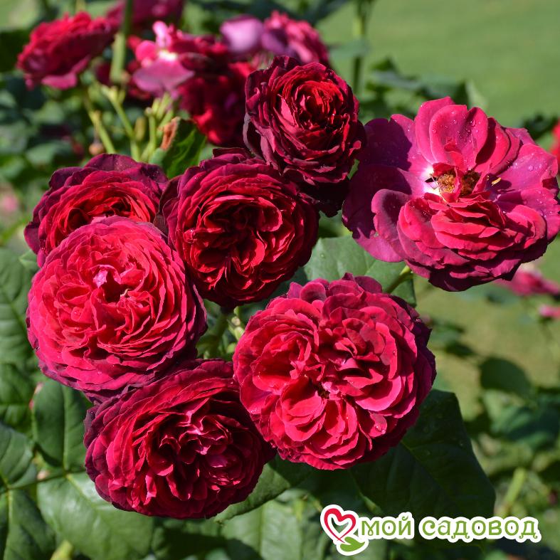 Роза Графин фон Хандерберг