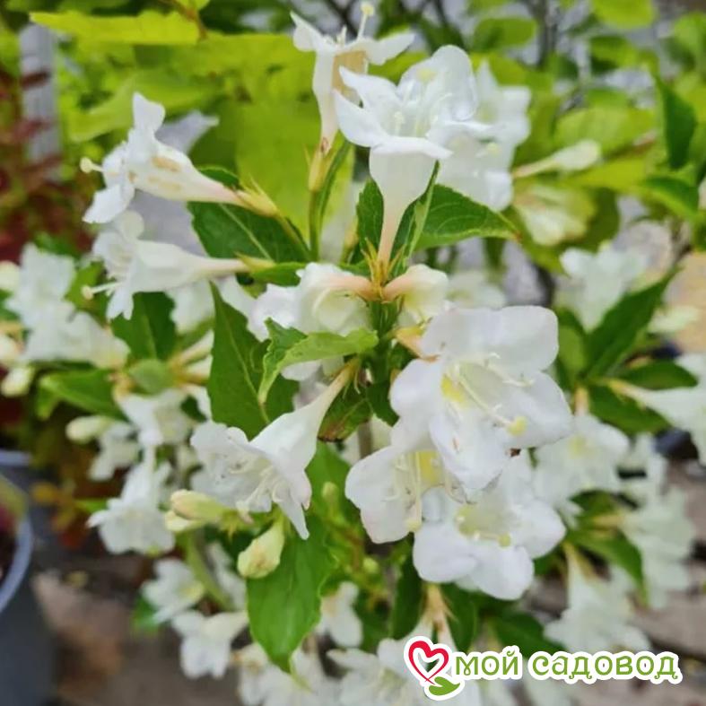 Вейгела цветущая "Бристол Сноуфлейк"