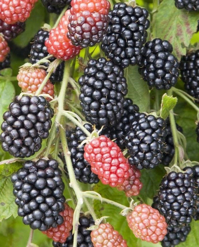 Ежемалина Марион