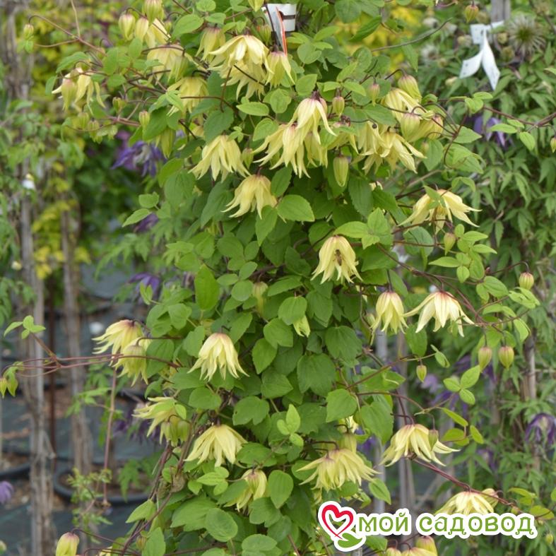 Клематис Голден Дрим