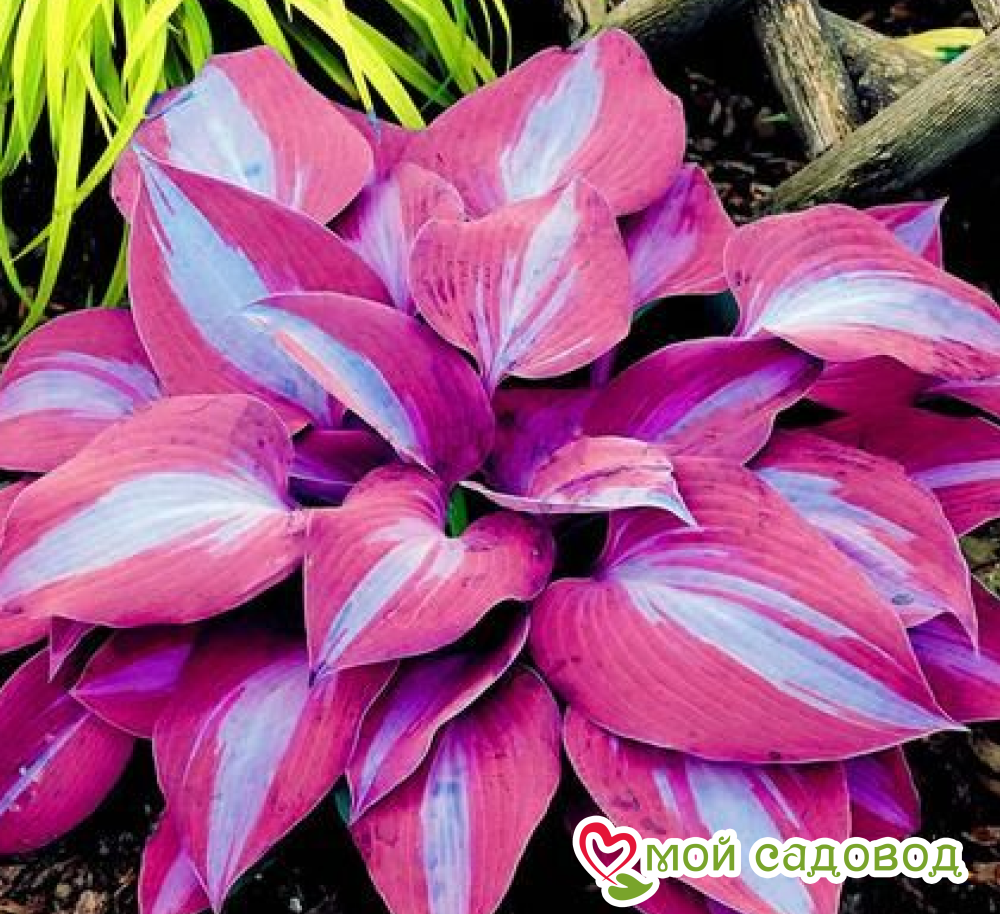 Хосты Комплект